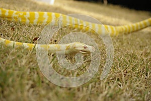 captive pet Albino python