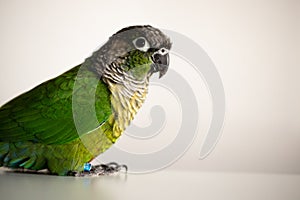 Captive pet green cheeked conure