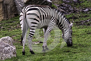 Captive plains zebra Equus quagga