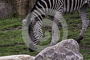 Captive plains zebra Equus quagga