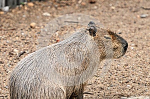 The captive pufferfish?capybara feed in a pen