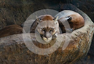 Captive Puma in Costa Rica