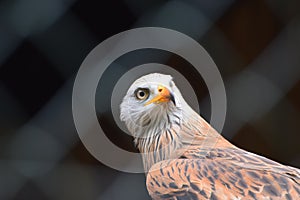 Captive Red Kite in Cage