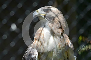 Captive Redtail Hawk Cameo