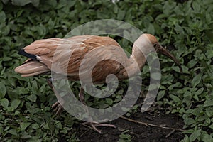 Captive scarlet ibis Eudocimus ruber