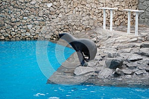 Captive sea lion