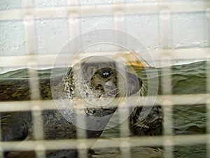 Captive Seals Behind a Fence