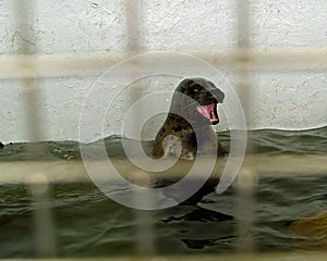 Captive Seals Behind a Fence