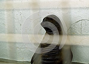 Captive Seals Behind a Fence