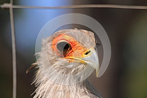 Captive secretary bird