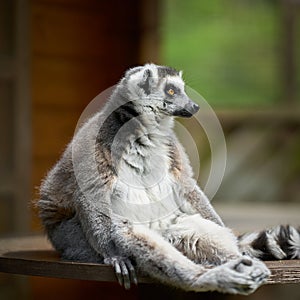 a captive sitting alert ring-tailed lemur, lemur catta