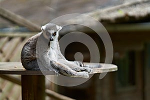ring-tailed lemur, lemur catta in an animal park