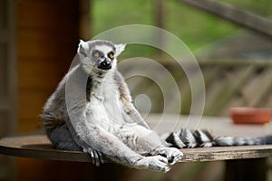 a captive sitting alert ring-tailed lemur, lemur catta