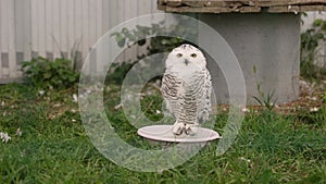 Captive snowy owl in a cage at a zoo or wildlife center. Funny little white owl. Polar owl in a cage at the zoo.