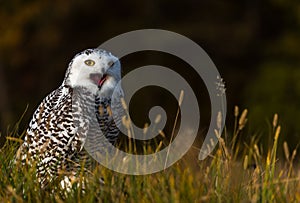 A snowy owl