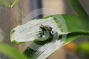 Captive thumbnail poison dart frog