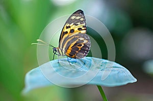 Captive Tiger Longwing Butterfly perched on a leaf.