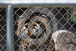 Captive tiger looking through a fence.