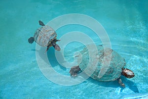captive turtle swimming with a little baby in a pond