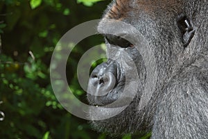 Captive western lowland gorilla