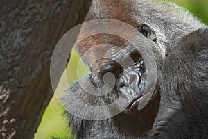 Captive western lowland gorilla