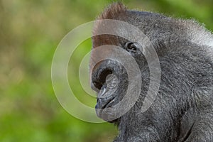 Captive western lowland gorilla