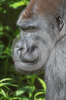 Captive western lowland gorilla