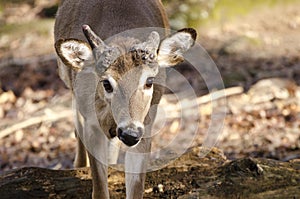 Captive Whitetailed Deer with broken antlers, Bear Hollow Zoo, Athens Georgia USA