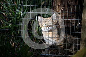 captive wild cat in a zoologic park