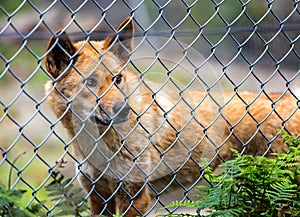 A captive wild Dingo behind cage bars in the Walkabout Wildlife Park, New South Wales, Australia photo
