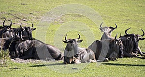 Captive Wildebeest on theme park safari