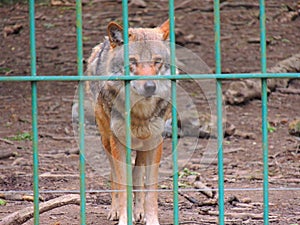 Captive wolf