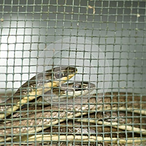 Captivity photo