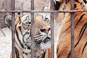 Captivity animal