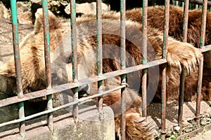 Captivity: bear photo