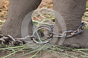 Captivity; elephant chained