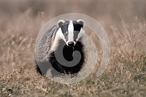 Capture the beauty of nature with this stunning image of a badger in its natural habitat