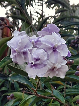 paraguayan jasmine in shades of lilac and violet photo