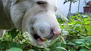 Capture the charm of a domesticated White Himalayan Shepherd Dog in Uttarakhand, India, indulging in a healthy feast of green