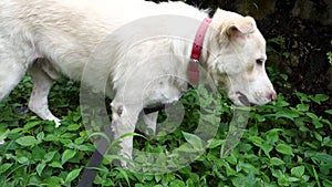 Capture the charm of a domesticated White Himalayan Shepherd Dog in Uttarakhand, India, indulging in a healthy feast of green