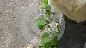 Capture the charm of a domesticated White Himalayan Shepherd Dog in Uttarakhand, India, indulging in a healthy feast of green