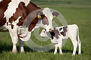Capture Cow and calf share tender moment, embodying maternal love and bond