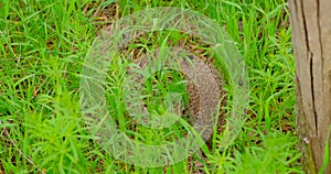 Capture the endearing sight of a hedgehog foraging for food in lush green grass. Perfect footage for nature enthusiasts