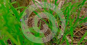 Capture the endearing sight of a hedgehog foraging for food in lush green grass. Perfect footage for nature enthusiasts