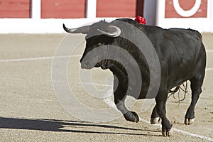 Capture of the figure of a brave bull in a bullfight