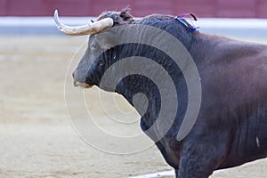 Capture of the figure of a brave bull in a bullfight