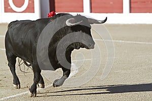 Capture of the figure of a brave bull in a bullfight