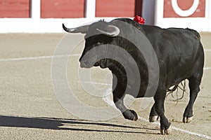 Capture of the figure of a brave bull in a bullfight photo