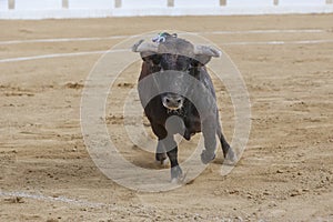 Capture of the figure of a brave bull in a bullfight