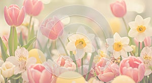 Soft Focus Springtime: Daffodils, Tulips, and Easter Eggs